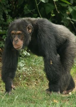 Chimpanzee
