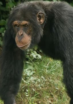 Chimpanzee