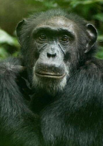 Chimpanzee