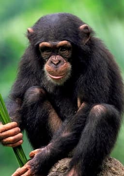Chimpanzee