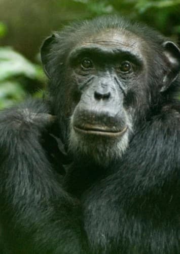 Chimpanzee