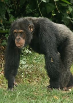 Chimpanzee
