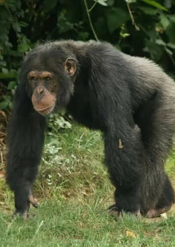 Chimpanzee