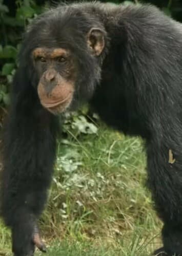 Chimpanzee