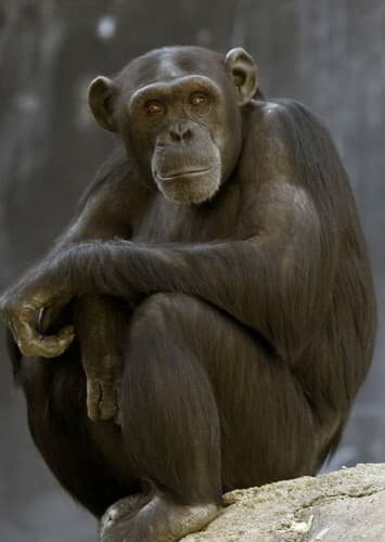 Chimpanzee