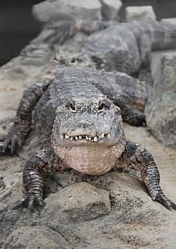 Chinese Alligator