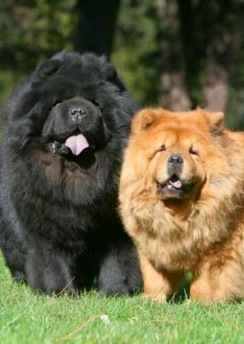 Chow Chow
