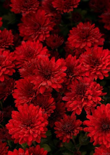 Chrysanthemum (Red)