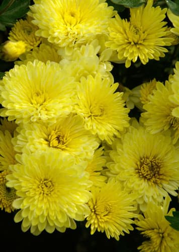 Chrysanthemum (Yellow)
