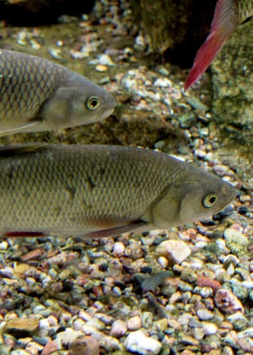 Common Chub Fish