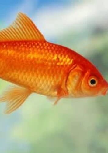 Chuckles the Goldfish