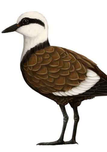 Cimolopteryx
