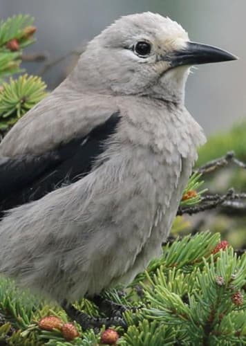 Clark's Nutcracker