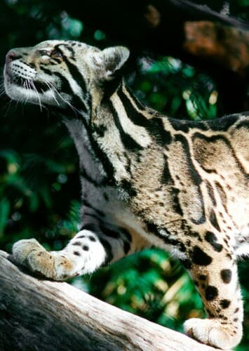 Clouded Leopard