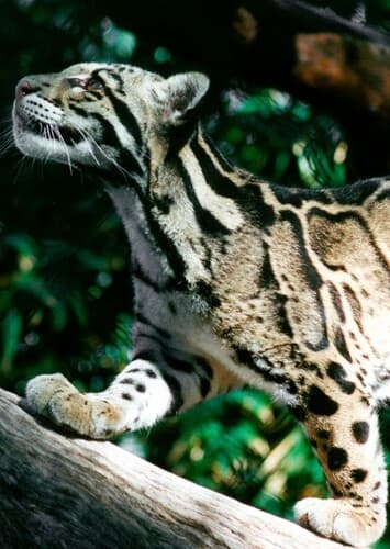 Clouded Leopard