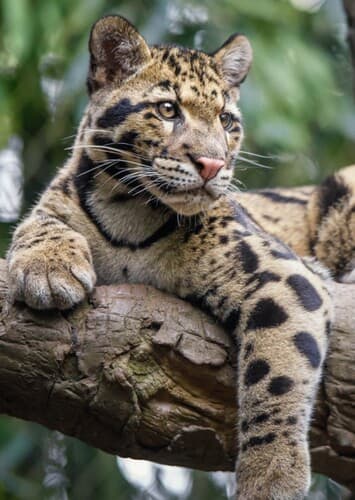 Clouded Leopard