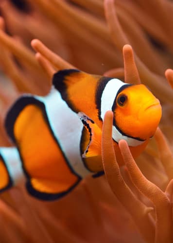 Clownfish