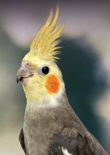 Cockatiel