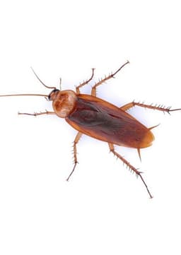 Cockroach