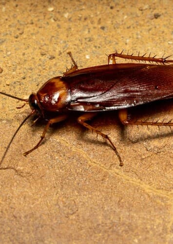 Cockroach