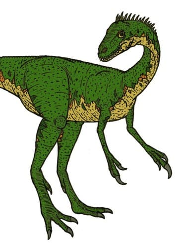 Coelurus