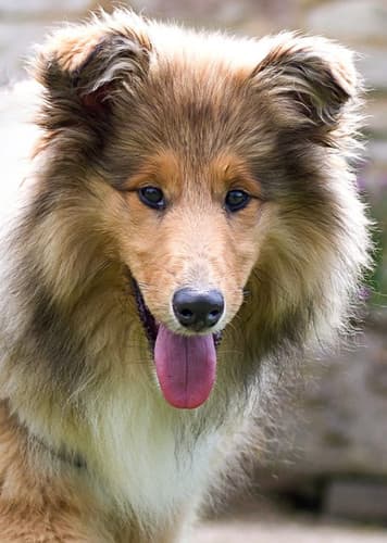 Collie