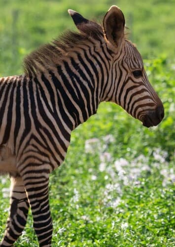 Colt Zebra