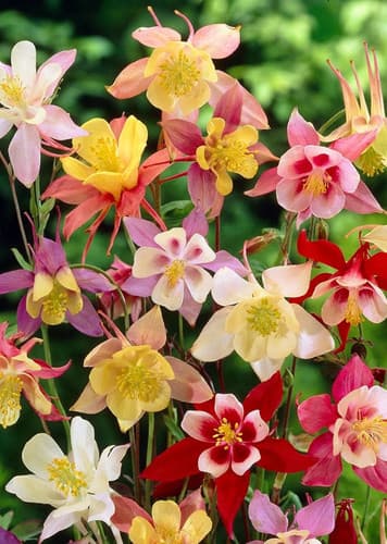 Columbine