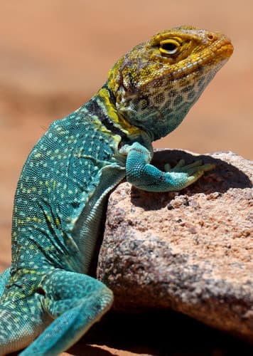Common Collared Lizard