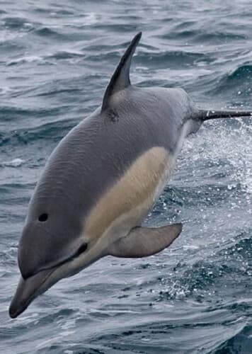 Common Dolphin
