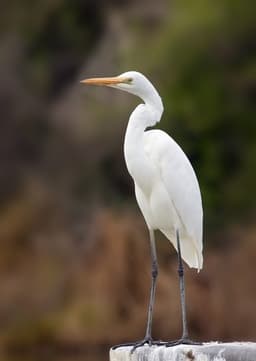 Common Egret