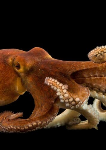 Common Octopus