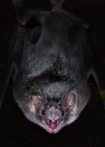 Common Vampire Bat