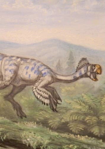 Conchoraptor