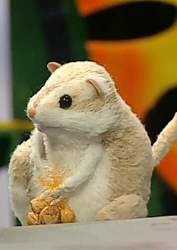 Cool the Kangaroo Rat