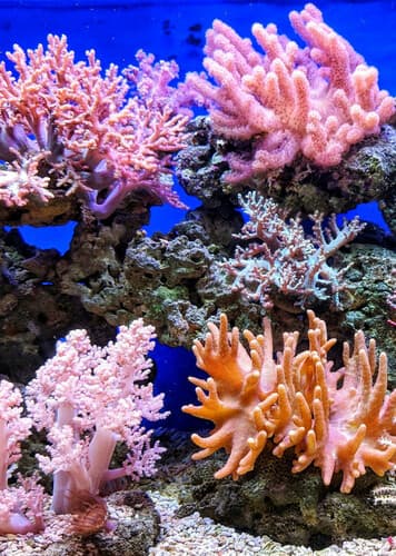 Coral Reefs