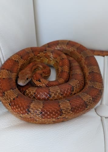 Corn Snake