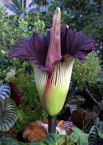 Corpse Flower