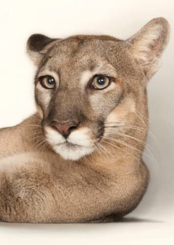 Cougar