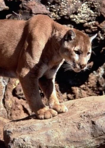 Cougar
