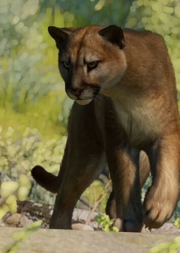Cougar