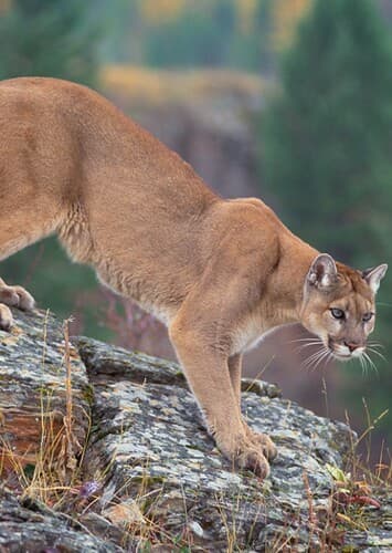 Cougar