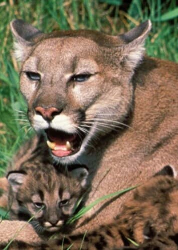 Cougar