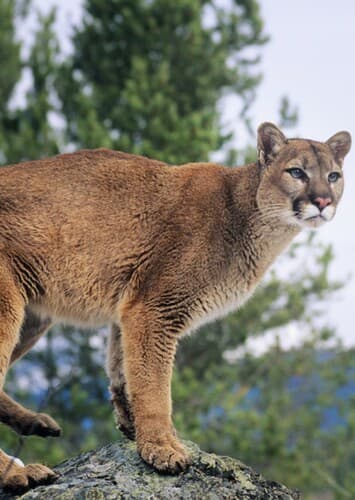 Cougar