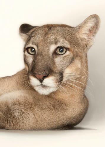 Cougar