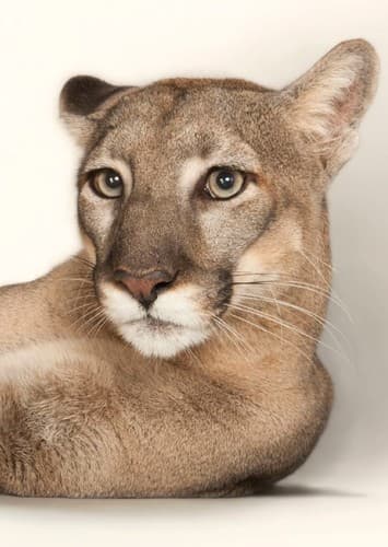 Cougar