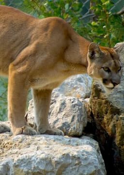 Cougar