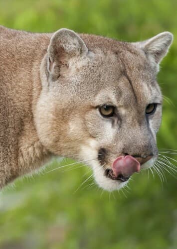 Cougar