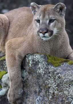 Cougar