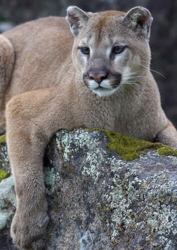 Cougar